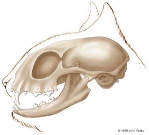 cranio gatto