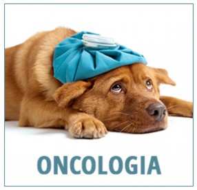 Oncologia_Veterinária_Especializada_Piracicaba_4560(11931)